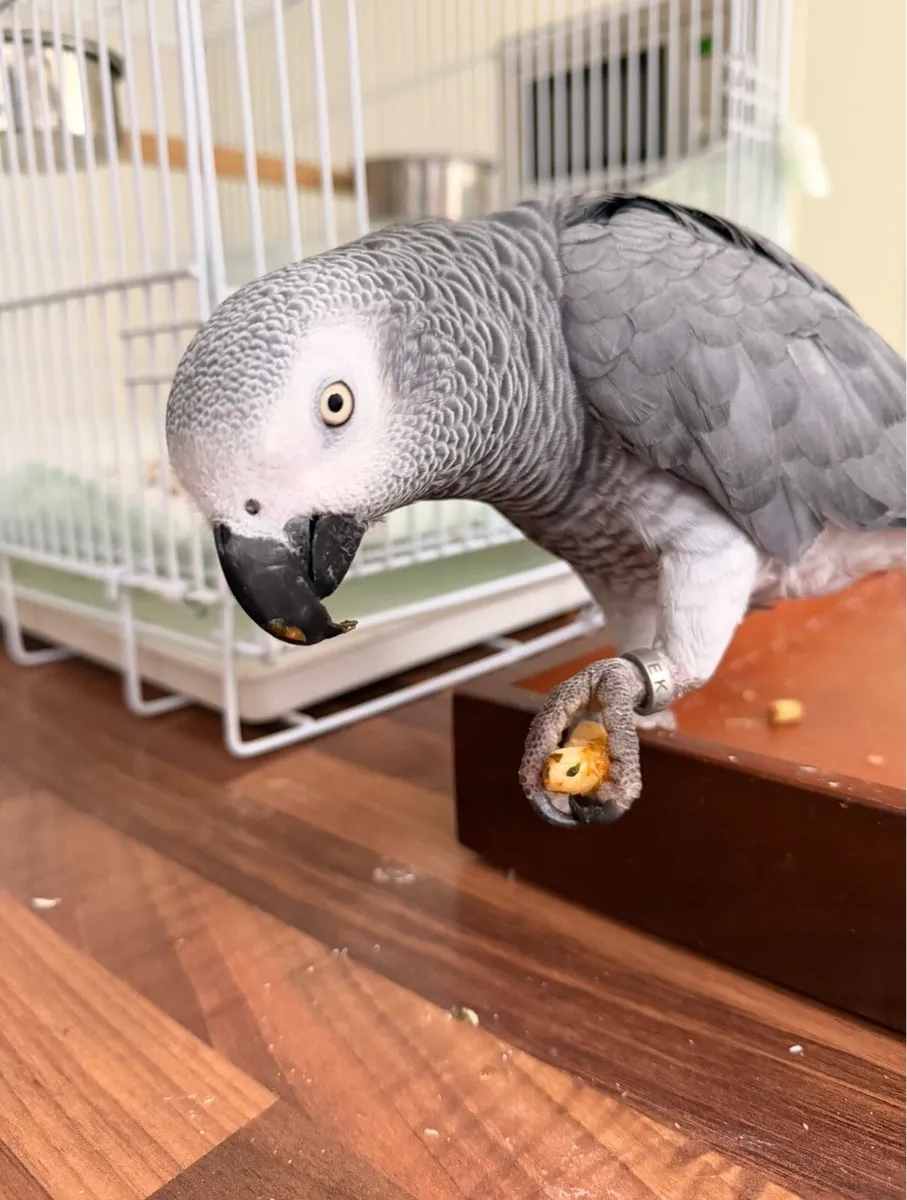 African Grey Parrot - Image 4