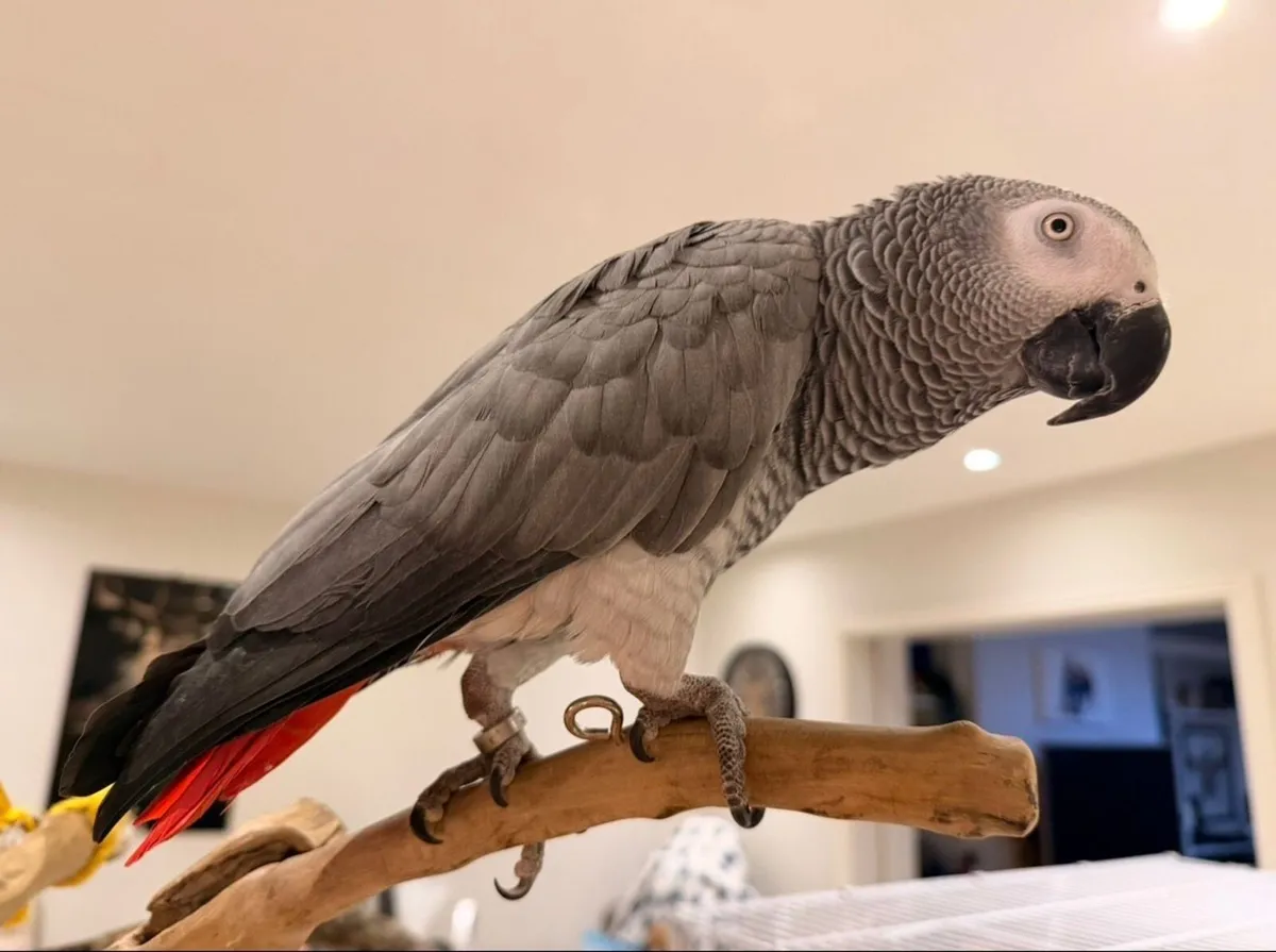African Grey Parrot - Image 1