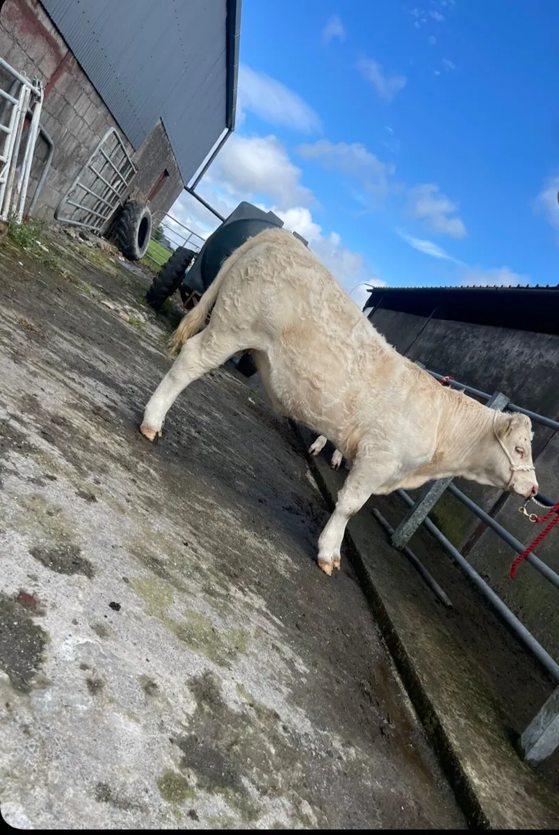 Pedigree Charolais Heifer Balla Mart 7th Lot. 1016 - Image 1