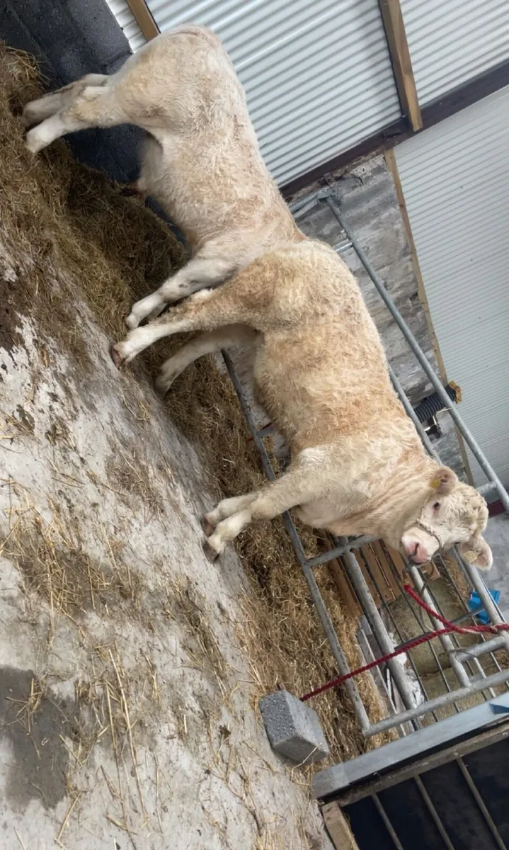Pedigree Charolais Heifer Balla Mart 7th Lot. 1016 - Image 3