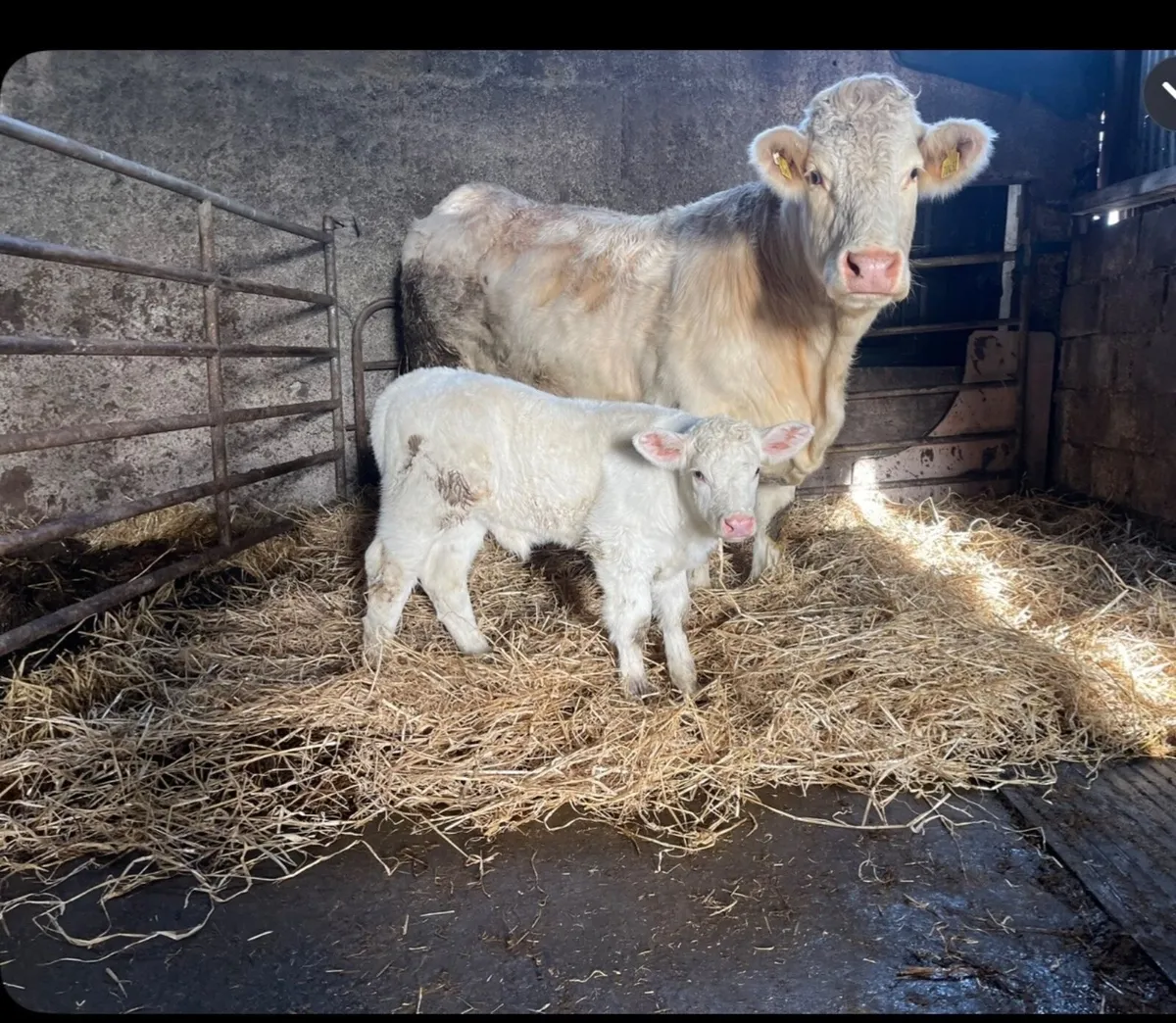 Pedigree Charolais Heifer Balla Mart 7th Lot. 1016 - Image 4