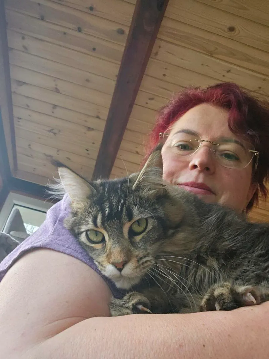 Pedigree Maine Coon female - Image 1