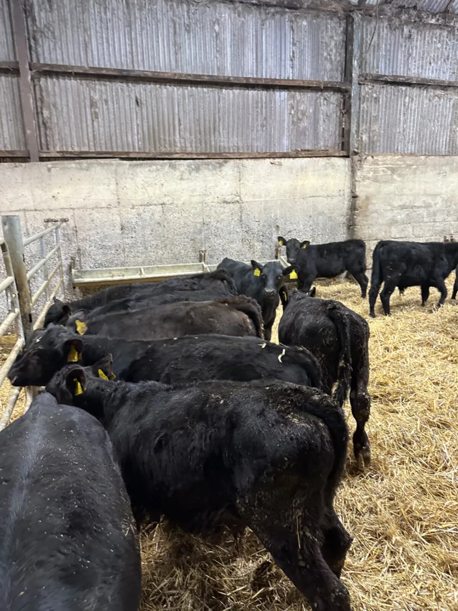 Angus bulls - Image 4