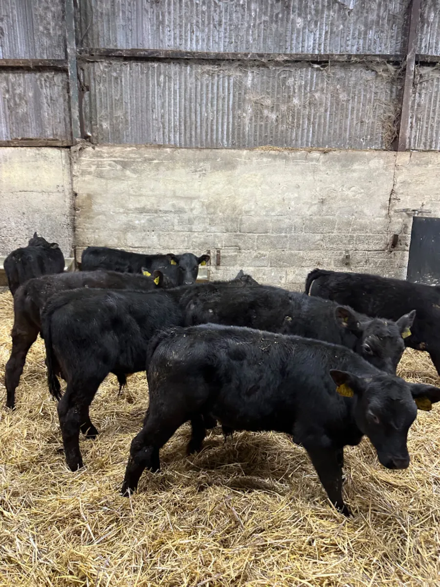 Angus bulls - Image 1