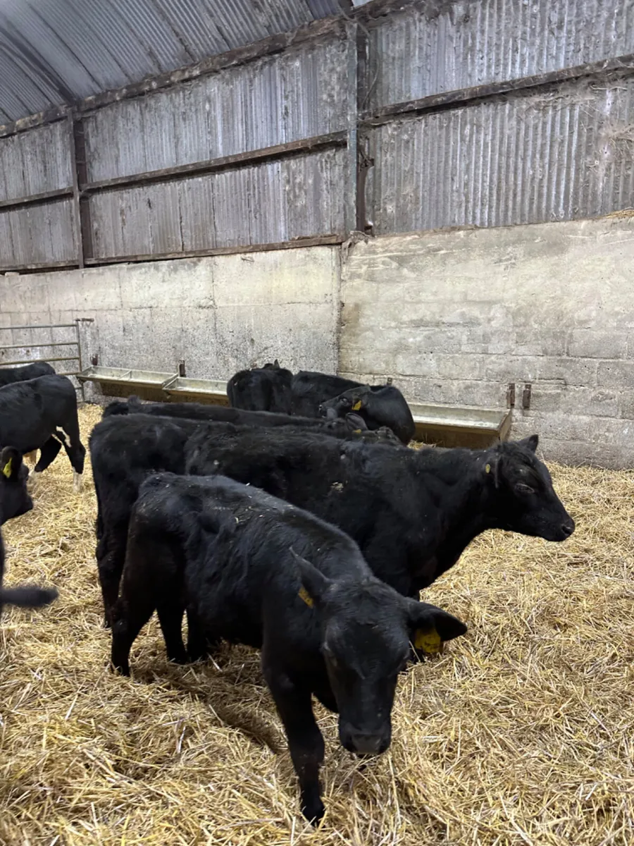 Angus bulls - Image 2