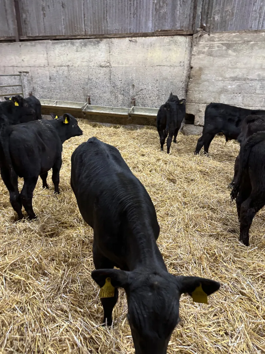 Angus bulls - Image 3