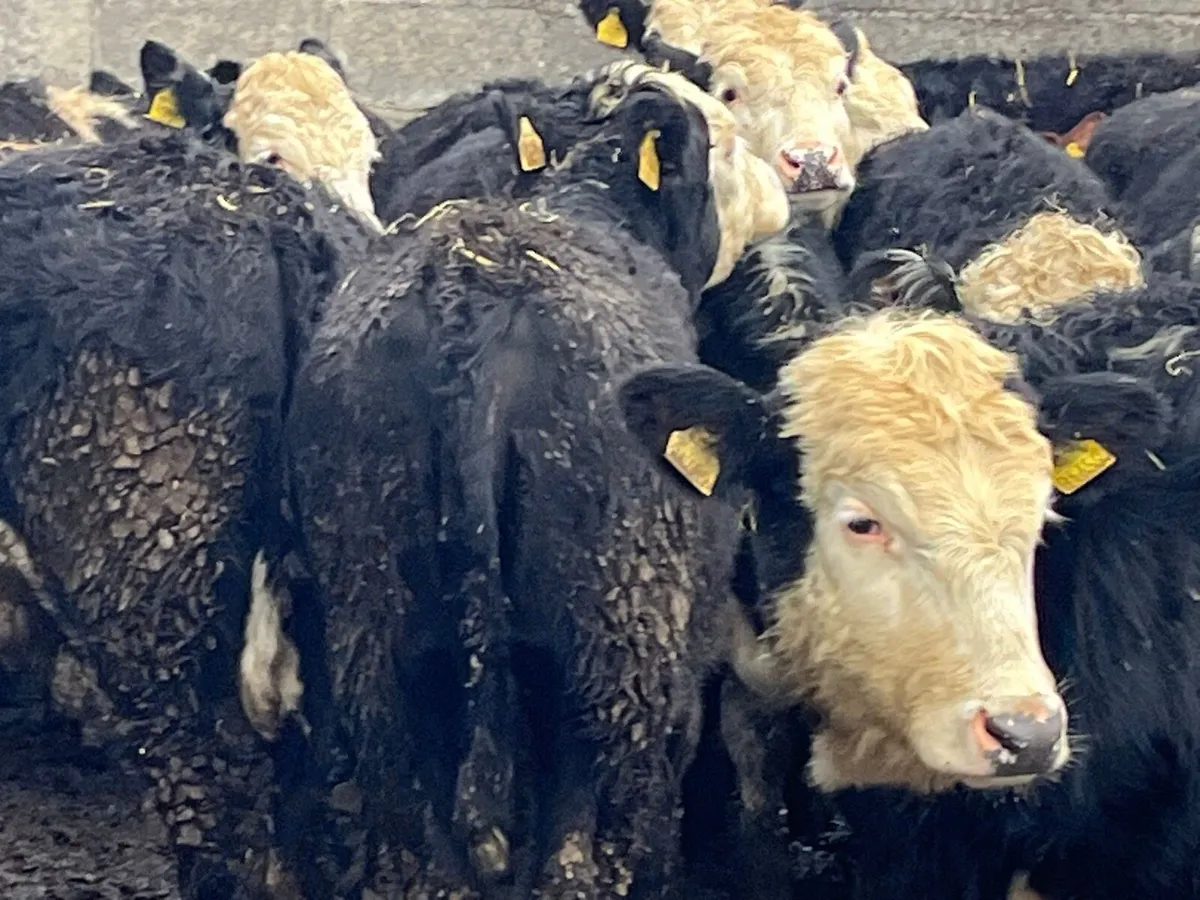 Yearling Heifers - Image 1