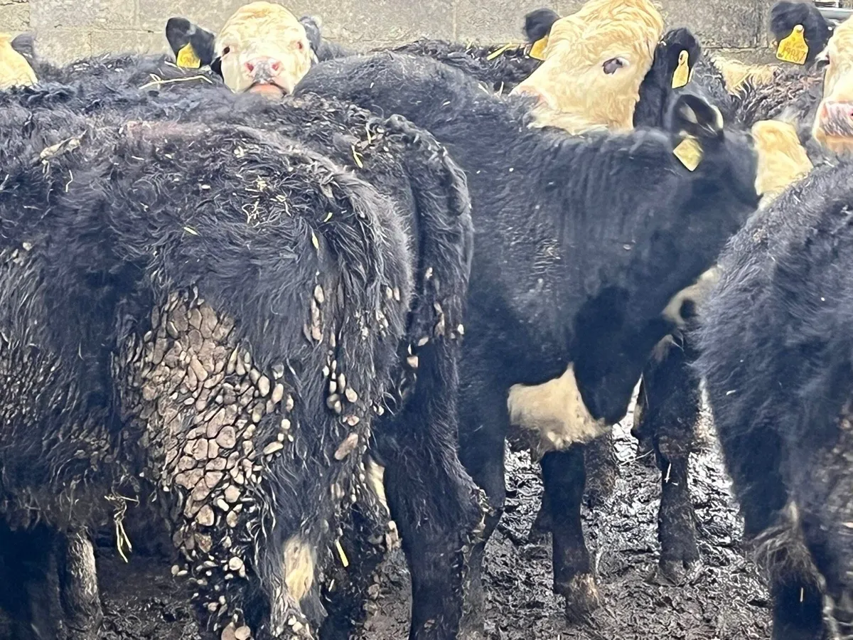 Yearling Heifers - Image 3