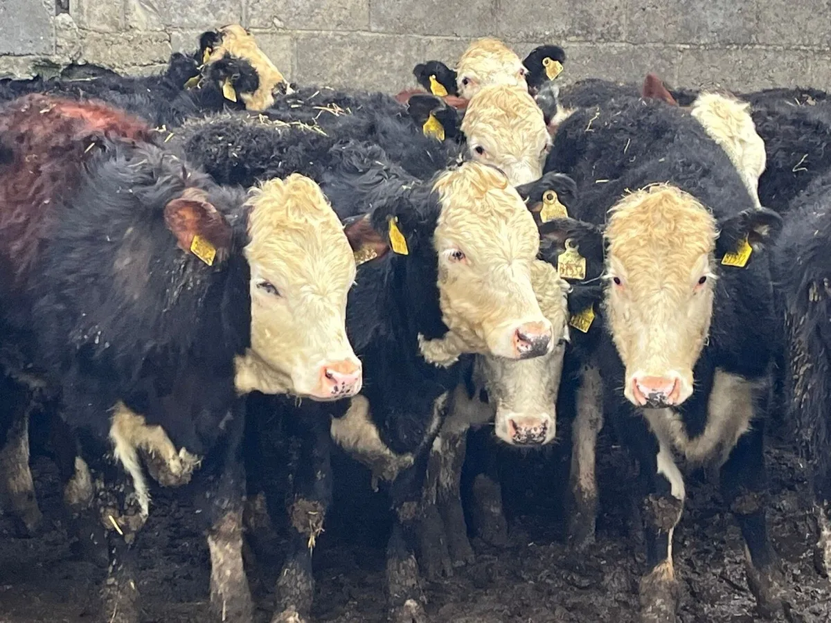Yearling Heifers - Image 4