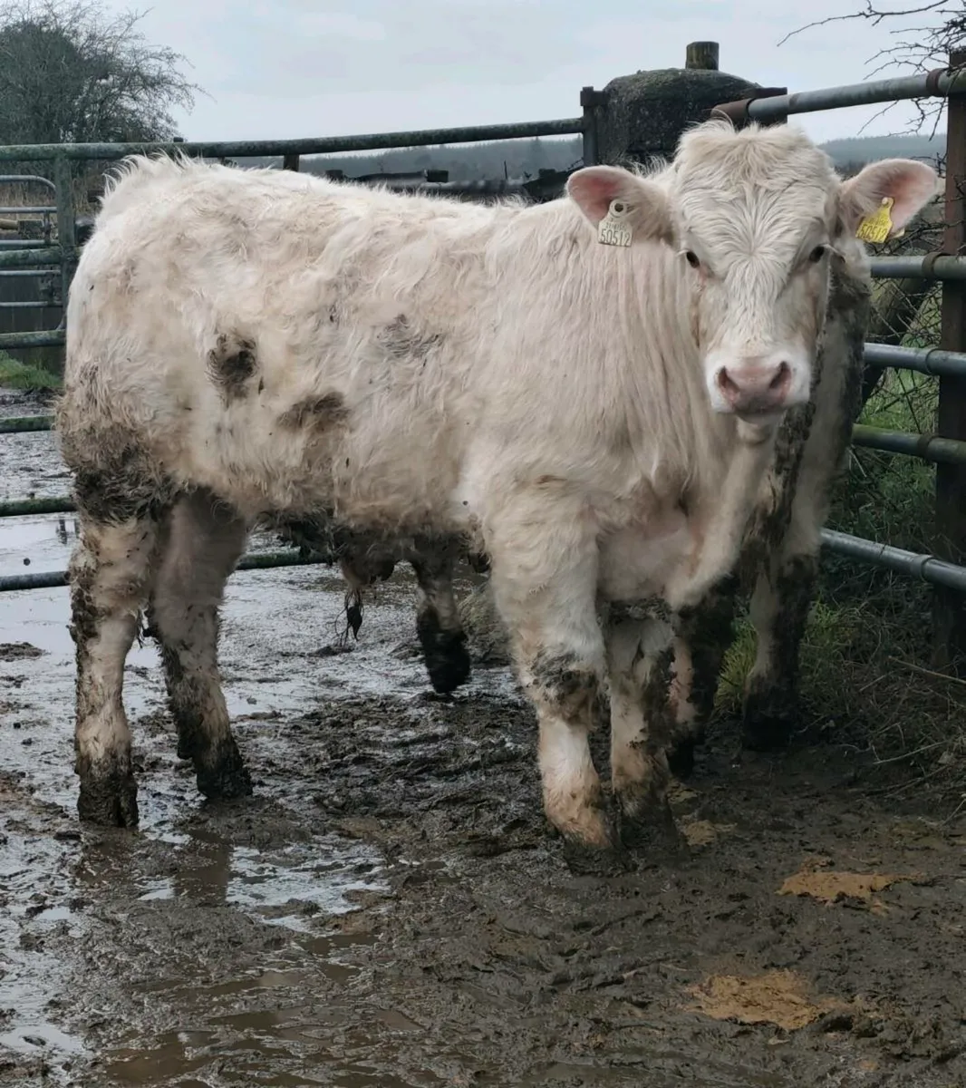 Pedigree Charolais Bulls ⭐ - Image 2