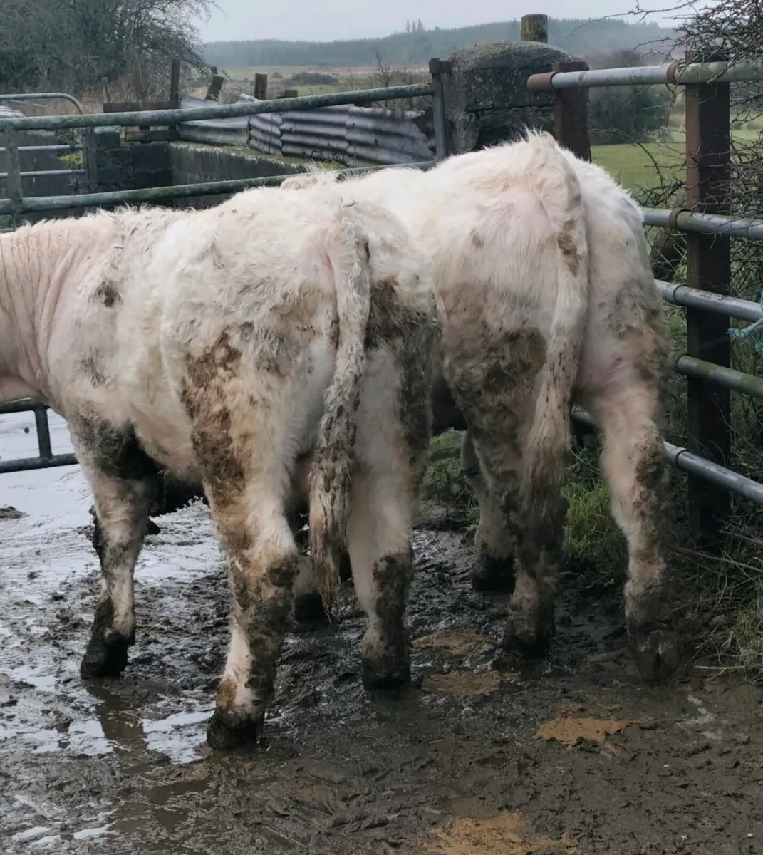 Pedigree Charolais Bulls ⭐ - Image 3