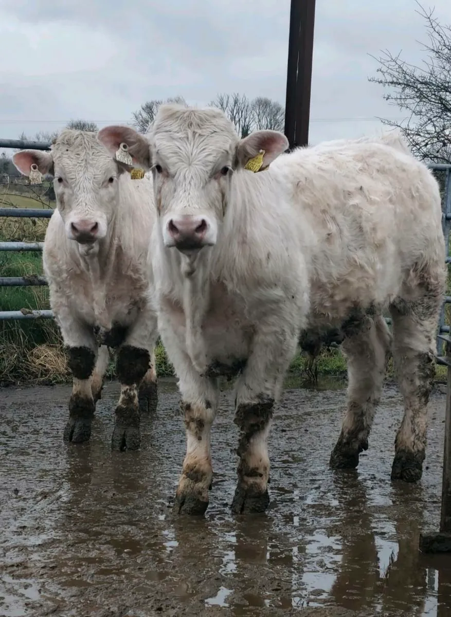 Pedigree Charolais Bulls ⭐ - Image 1