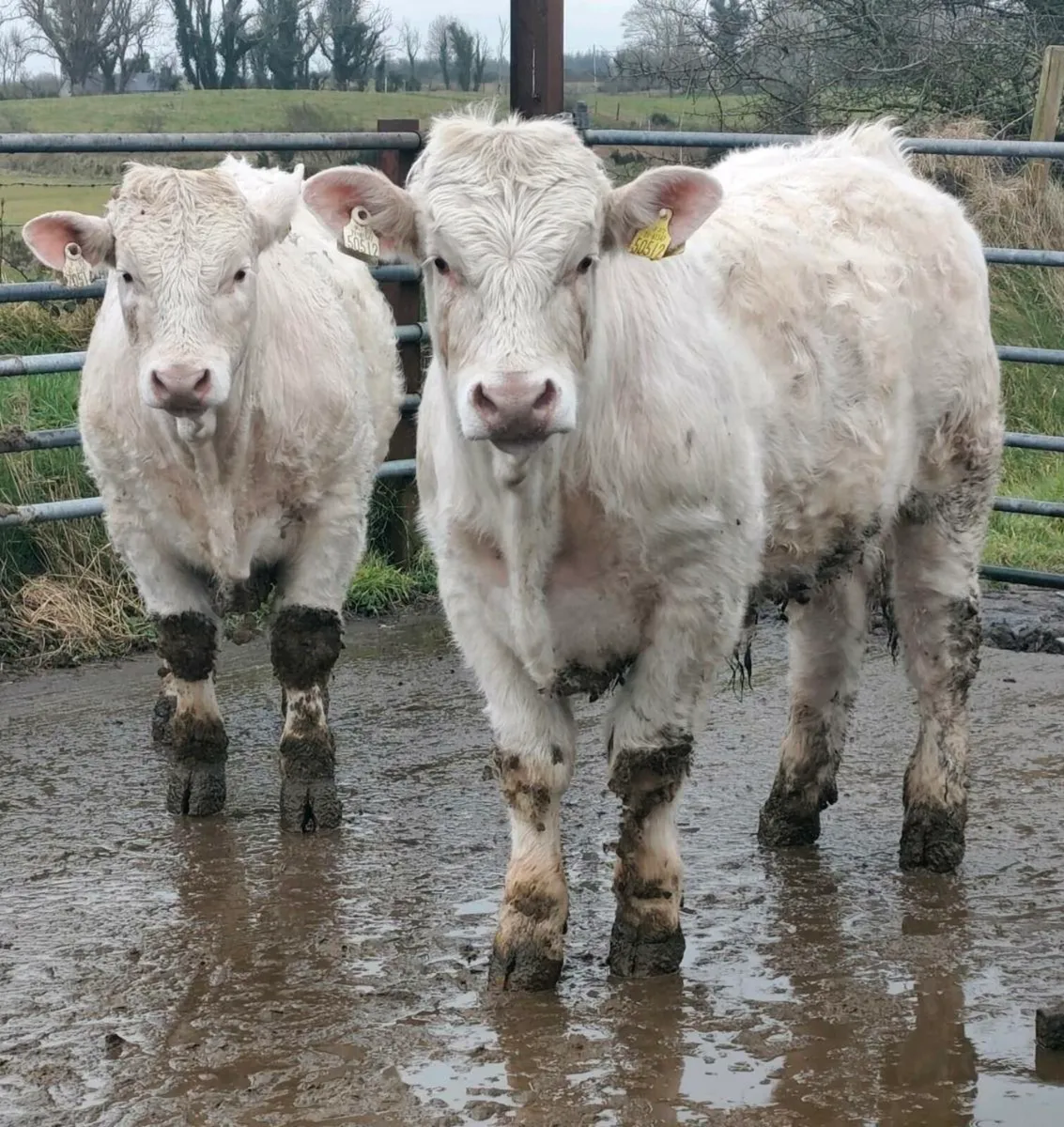 Pedigree Charolais Bulls ⭐ - Image 4