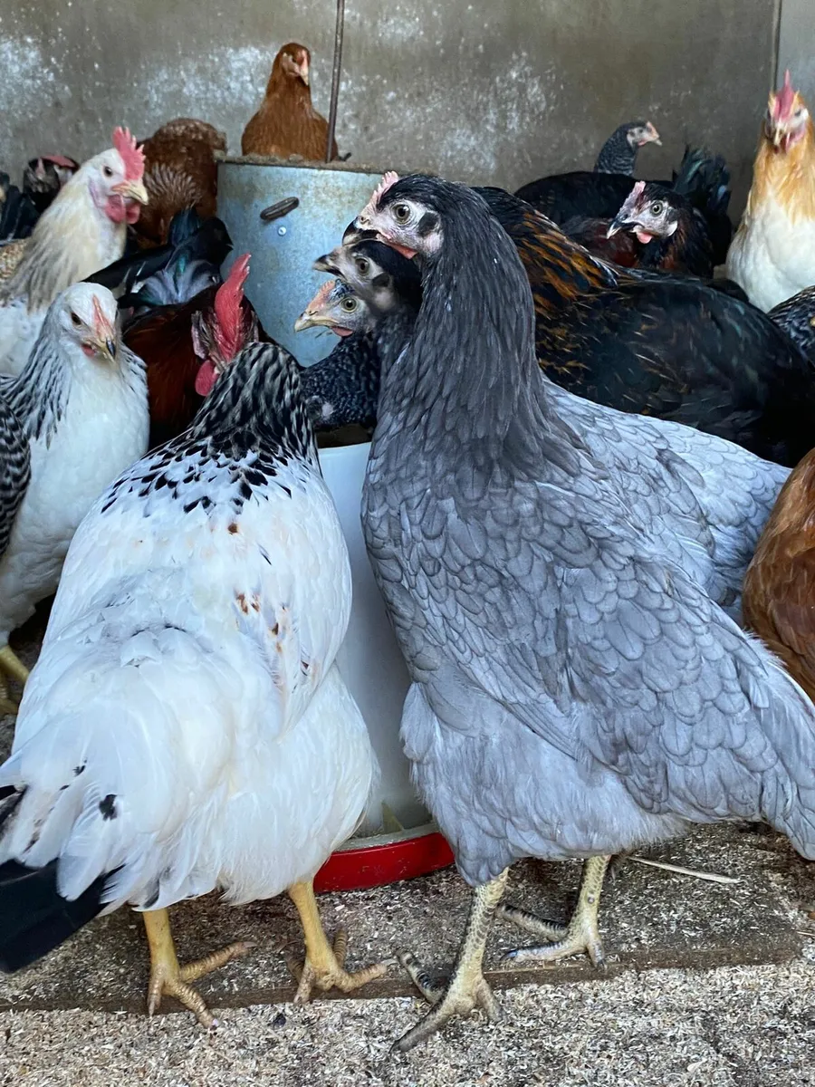 Coloured and isa brown pullets for sale coops - Image 2