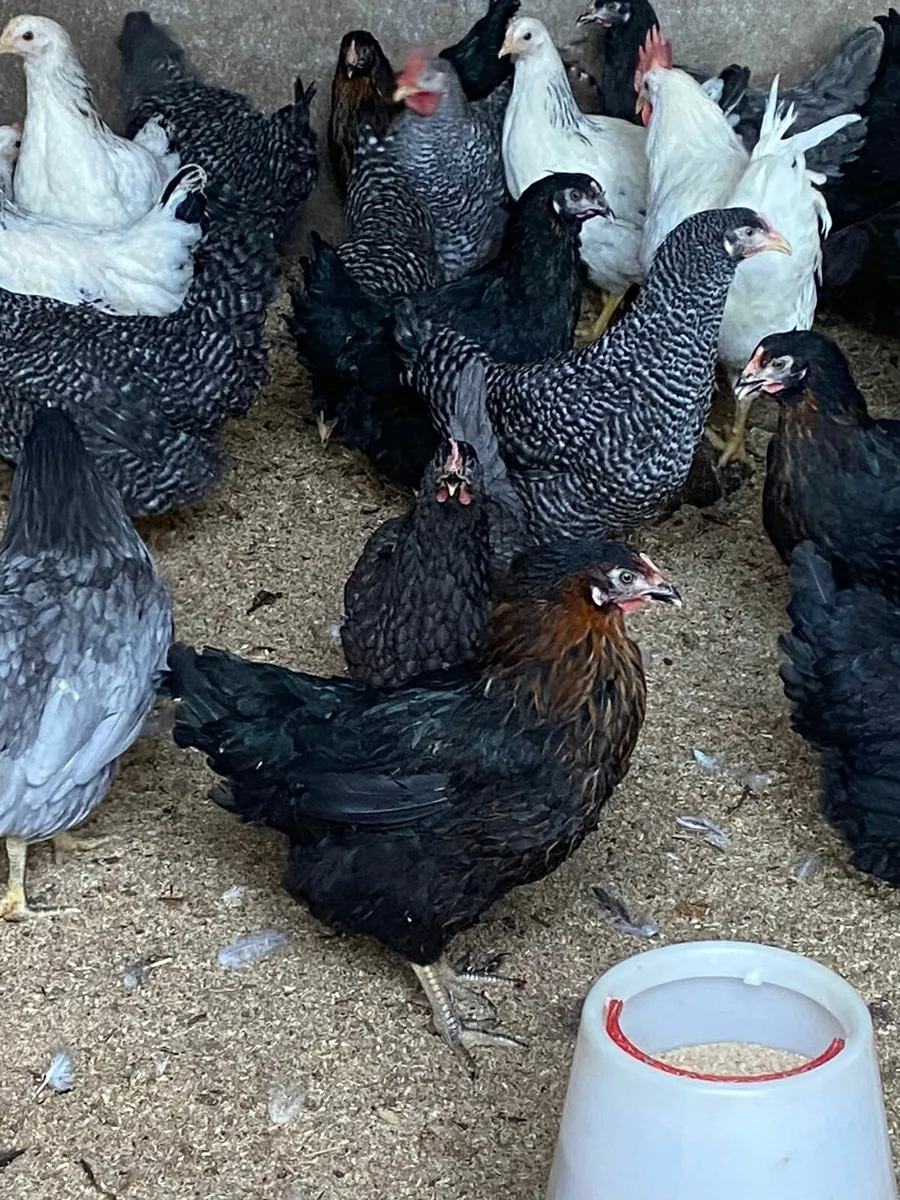 Coloured and isa brown pullets for sale coops - Image 4