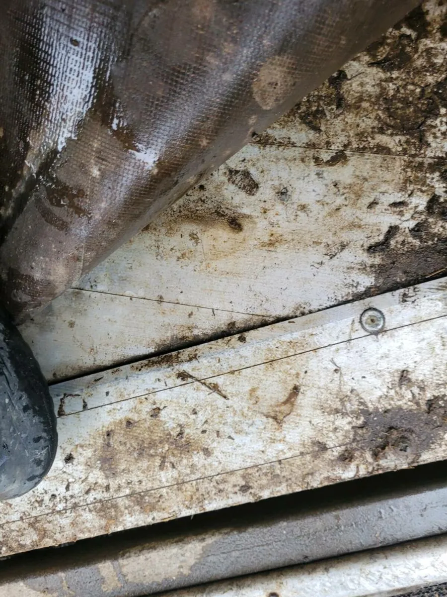 Ifor Williams horse box 505 full divider, - Image 2