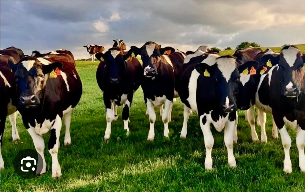 💥💥1 stop shop for ur breeding this summer 💥💥