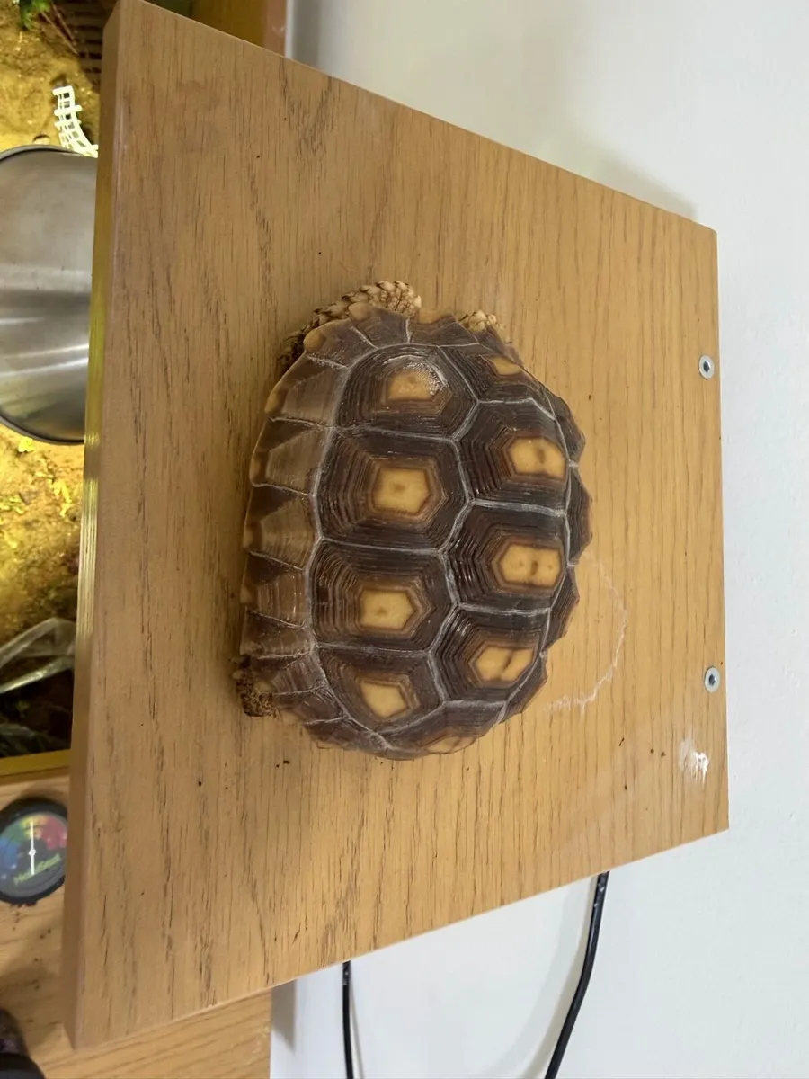 🐢 Sulcata Tortoise 🐢 - Image 1