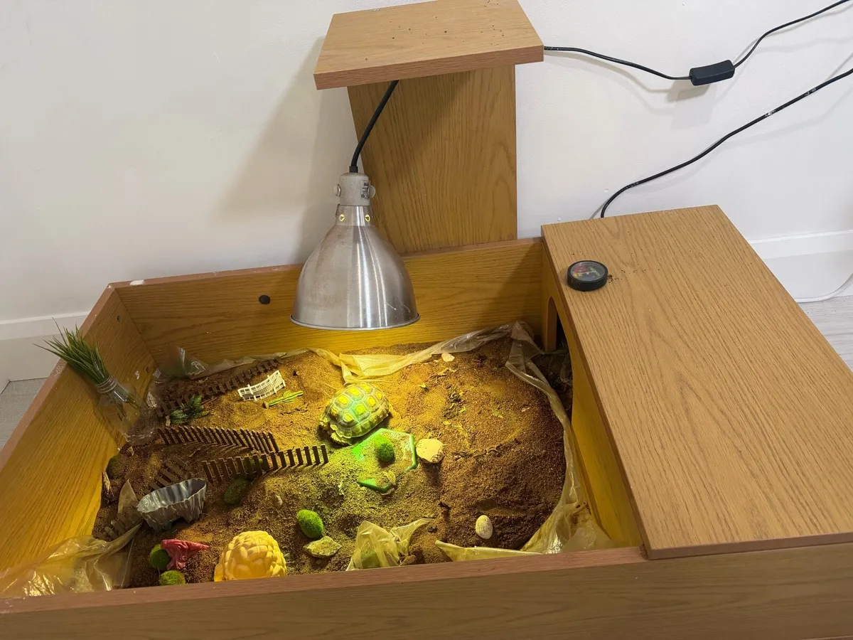 🐢 Sulcata Tortoise 🐢 - Image 2