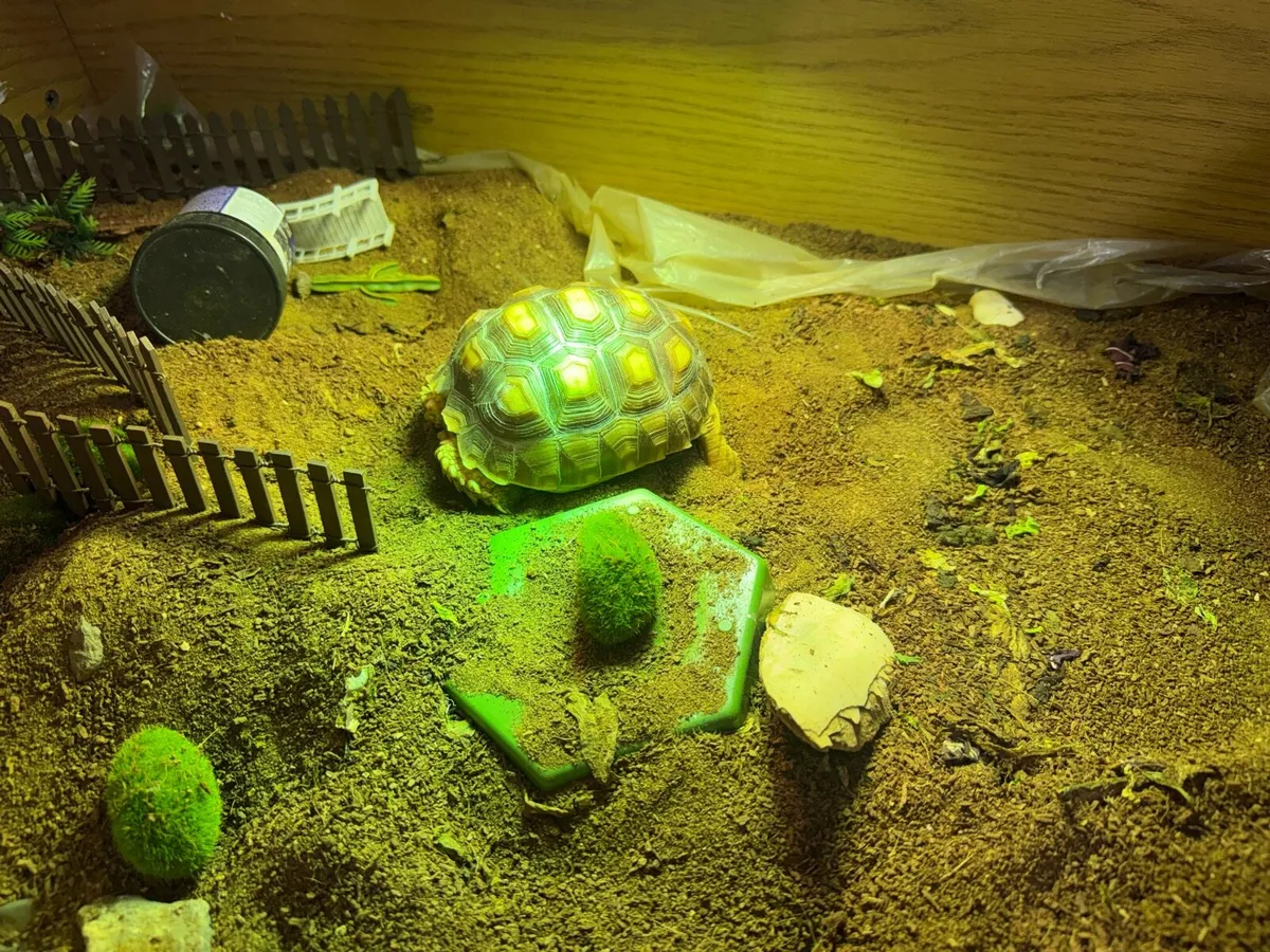 🐢 Sulcata Tortoise 🐢 - Image 3