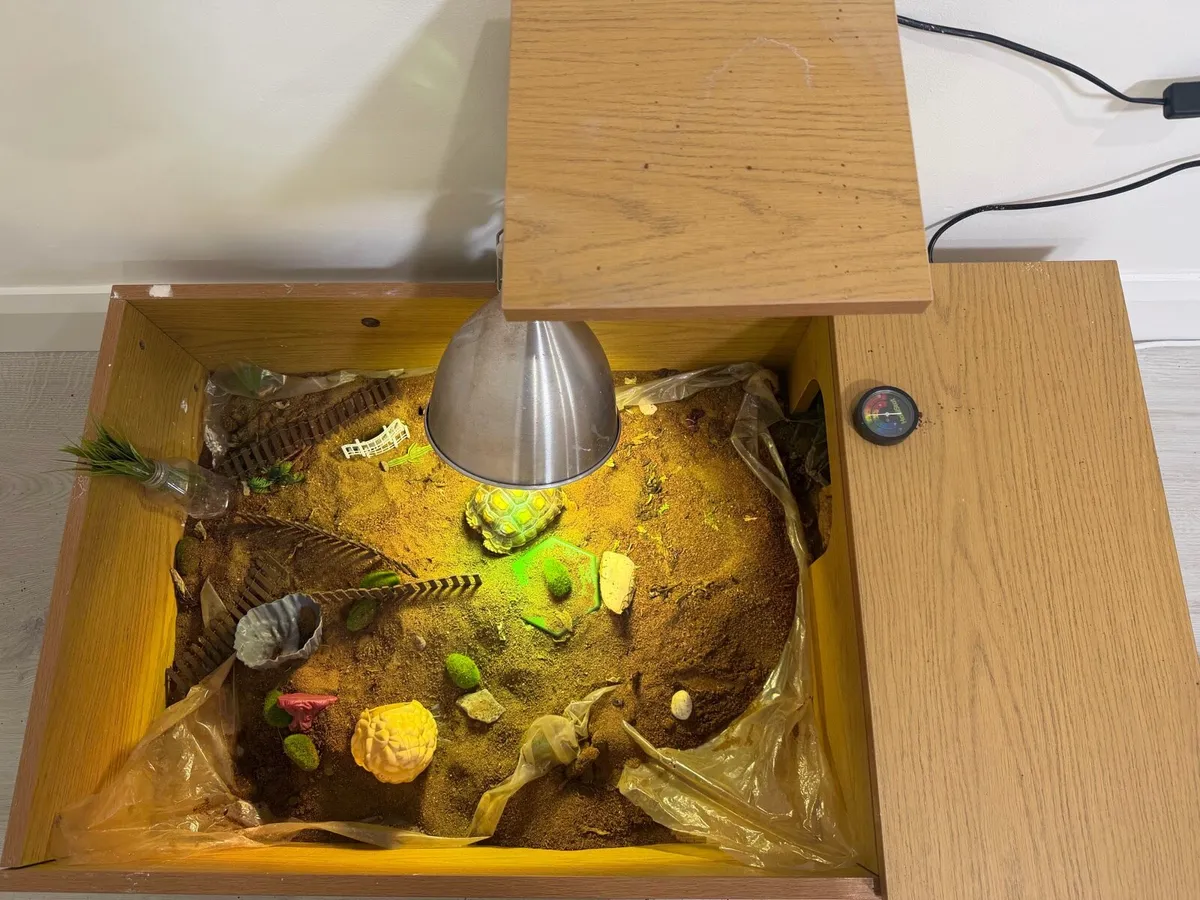 🐢 Sulcata Tortoise 🐢 - Image 4