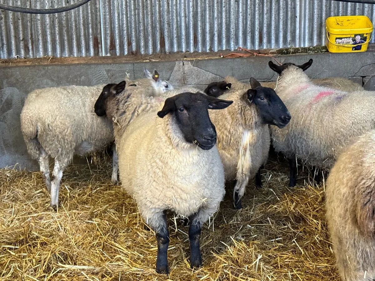 6 1st and 2nd timers ready to lamb - Image 1