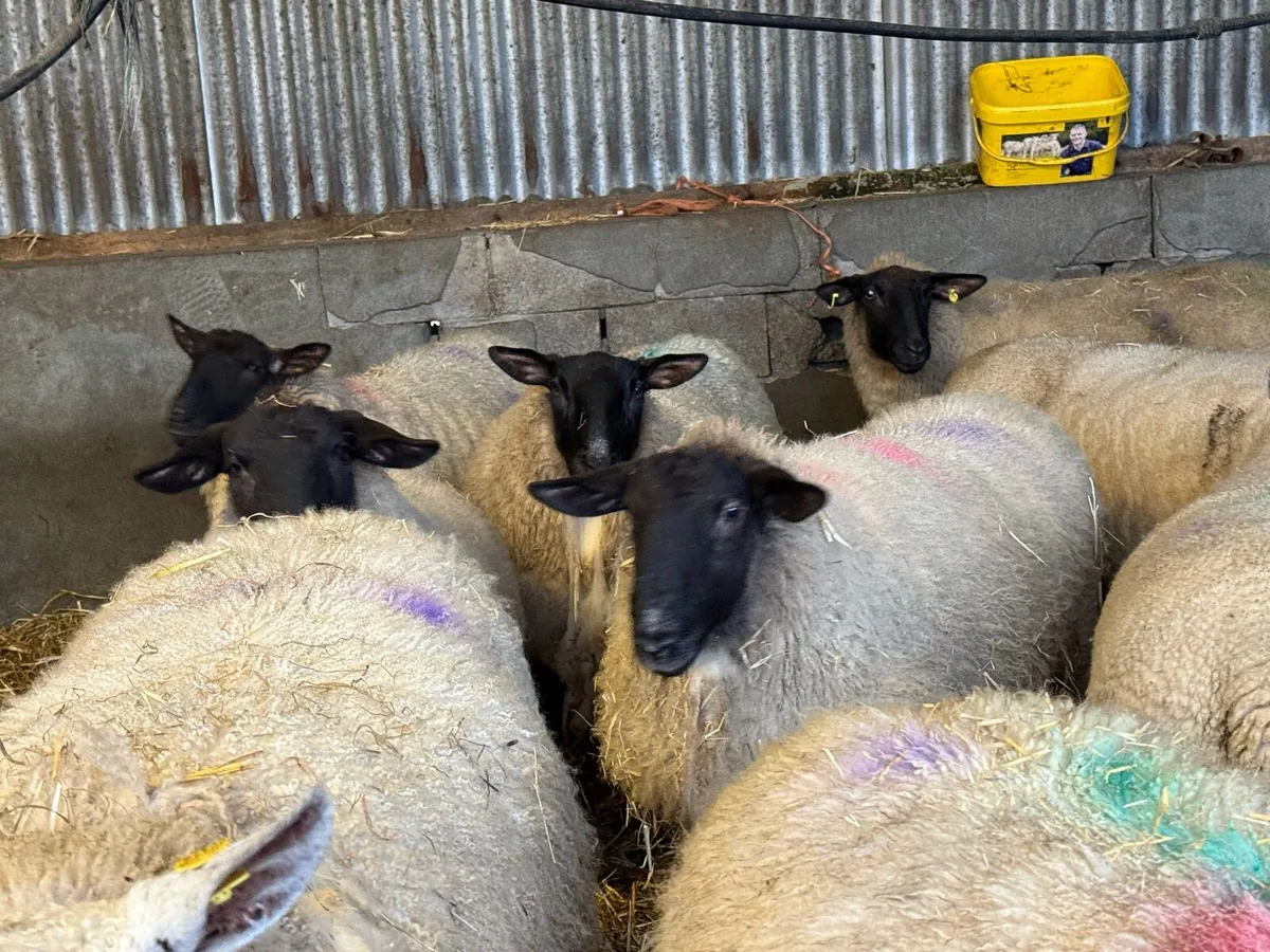 6 1st and 2nd timers ready to lamb - Image 2