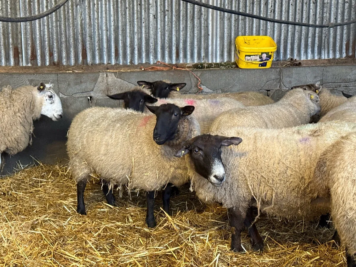 6 1st and 2nd timers ready to lamb - Image 3