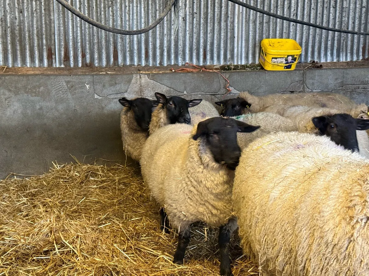 6 1st and 2nd timers ready to lamb - Image 4