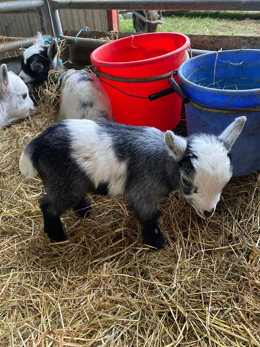Pygmy goat kids - Image 3