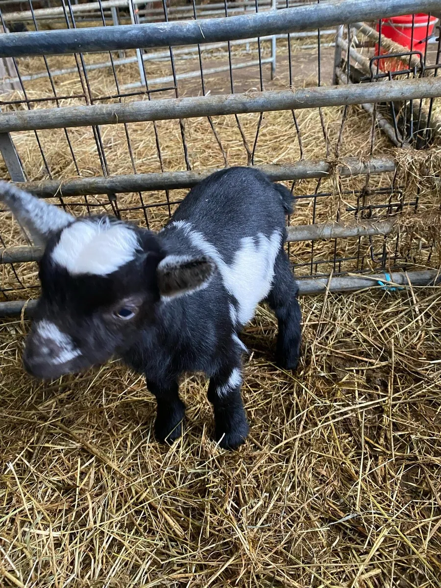 Pygmy goat kids - Image 4
