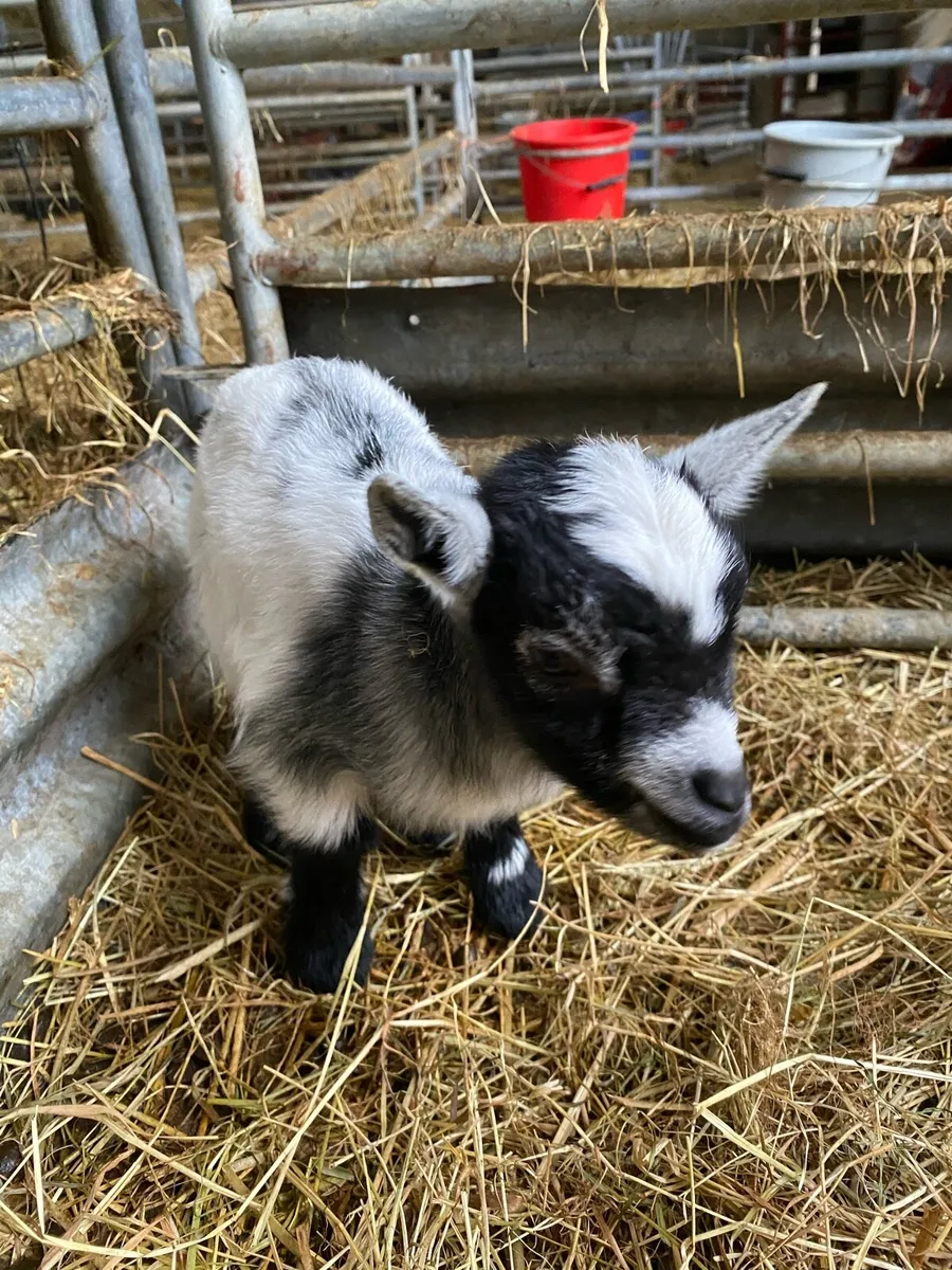 Pygmy goat kids - Image 1