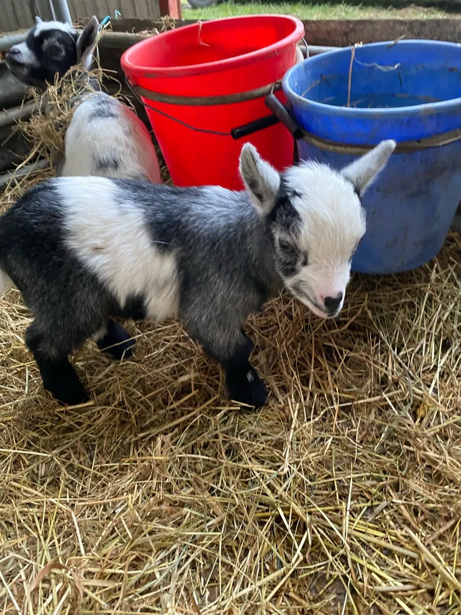 Pygmy goat kids - Image 2