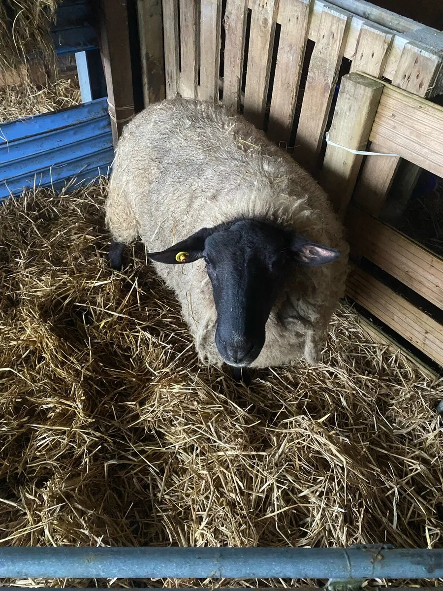Foster ewe - Image 1