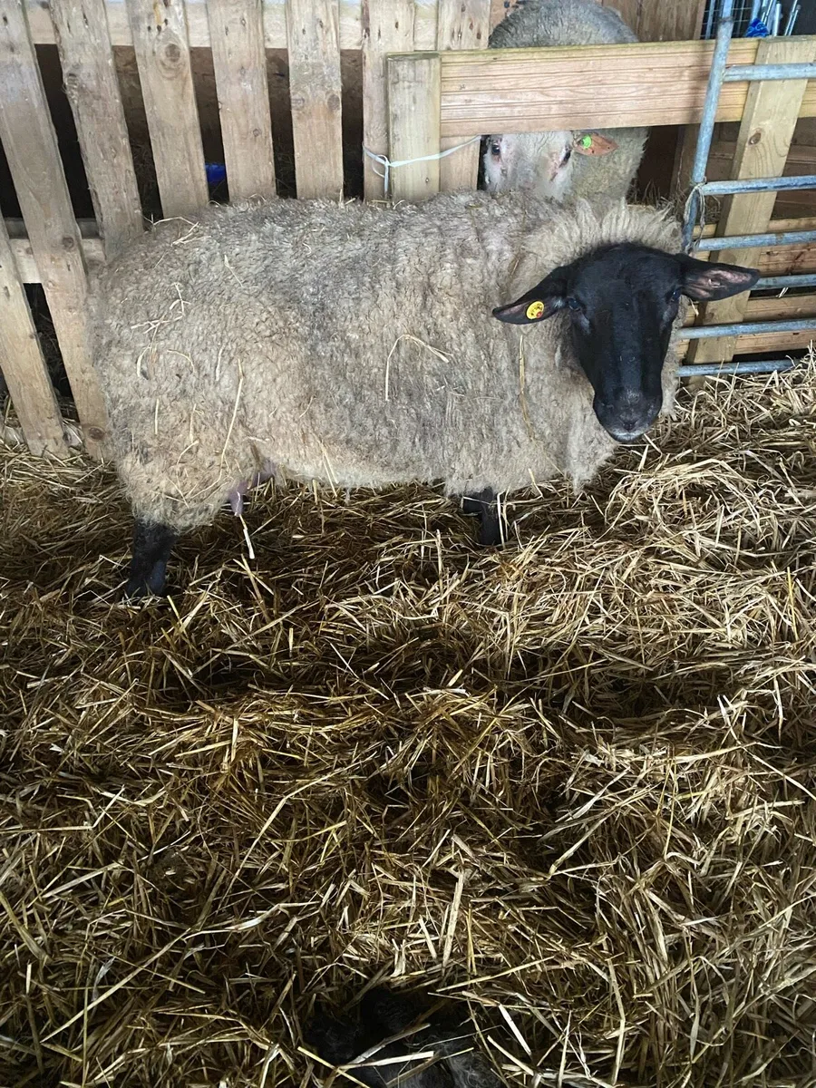 Foster ewe - Image 2