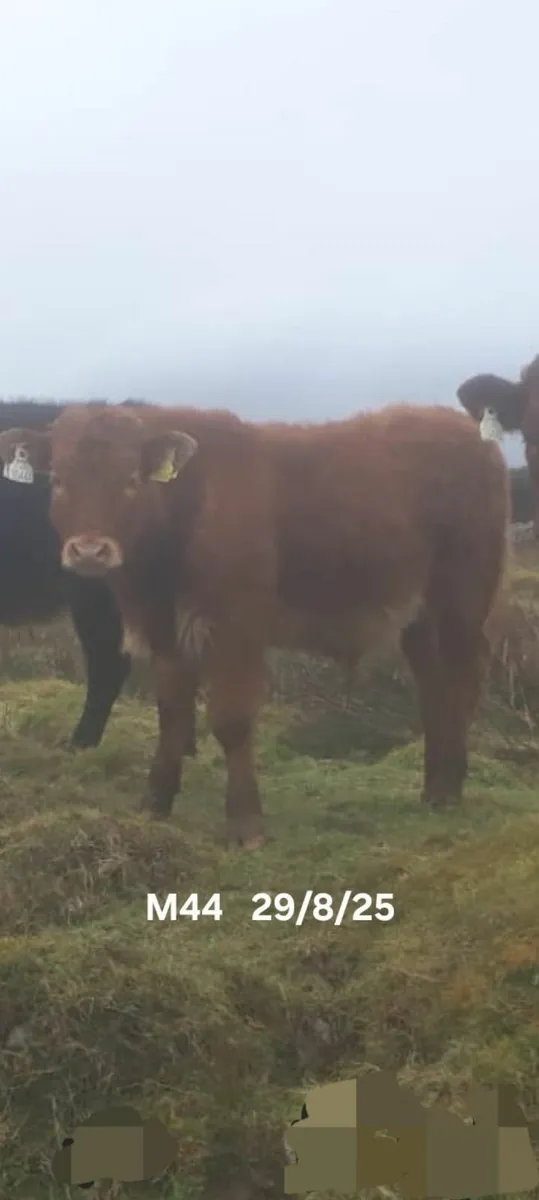 Organic weanlings - Image 1