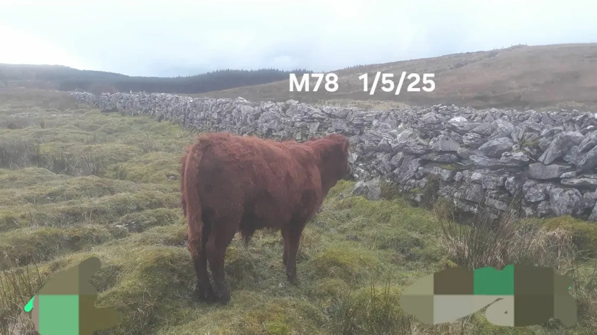 Organic weanlings - Image 3