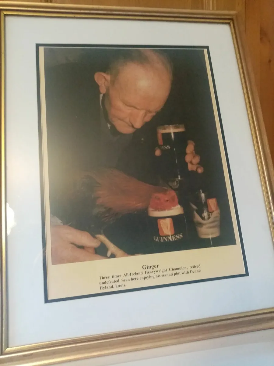 Ginger Fighting Cock - Image 1