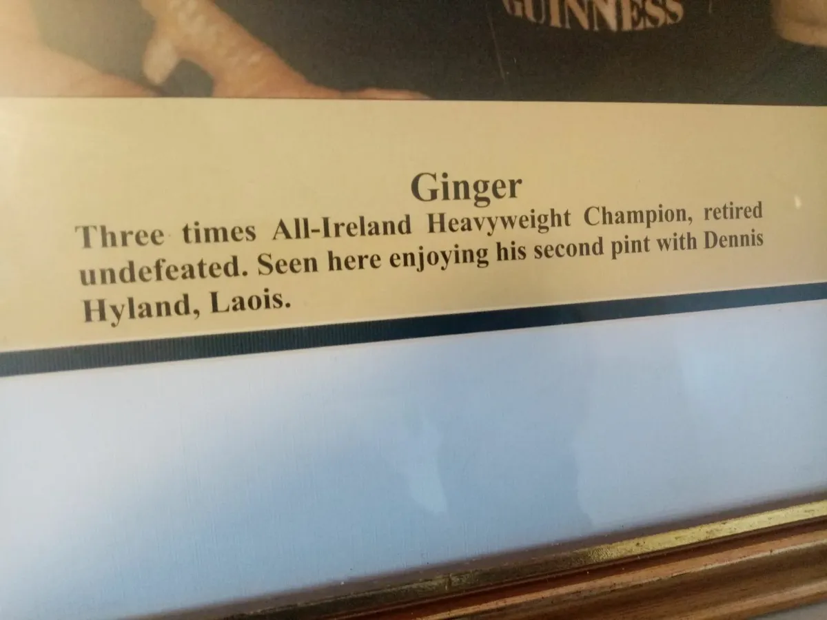 Ginger Fighting Cock - Image 2