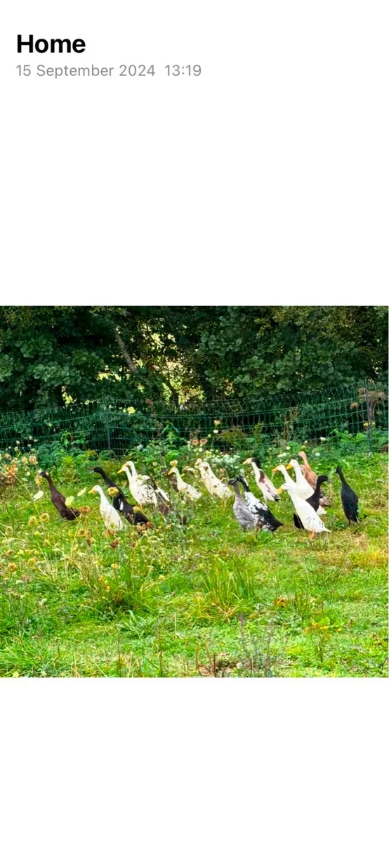 Indian runner ducks - Image 2