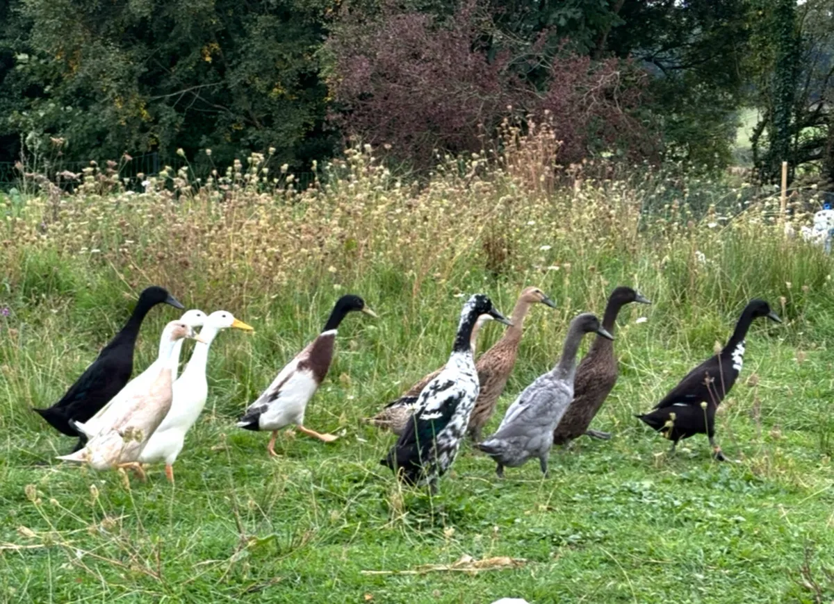 Indian runner ducks - Image 1