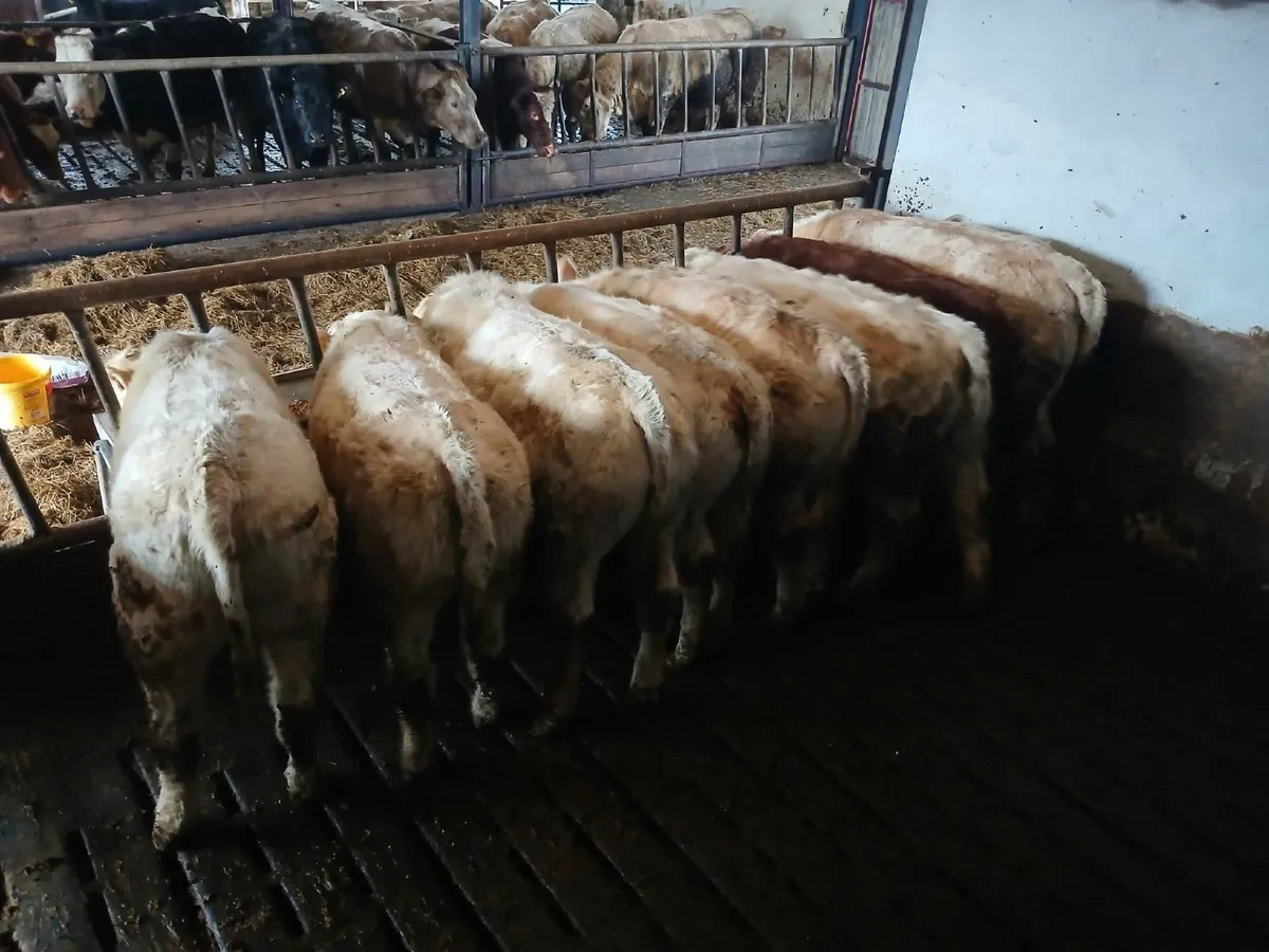 5 Weanling Bullocks - Image 2