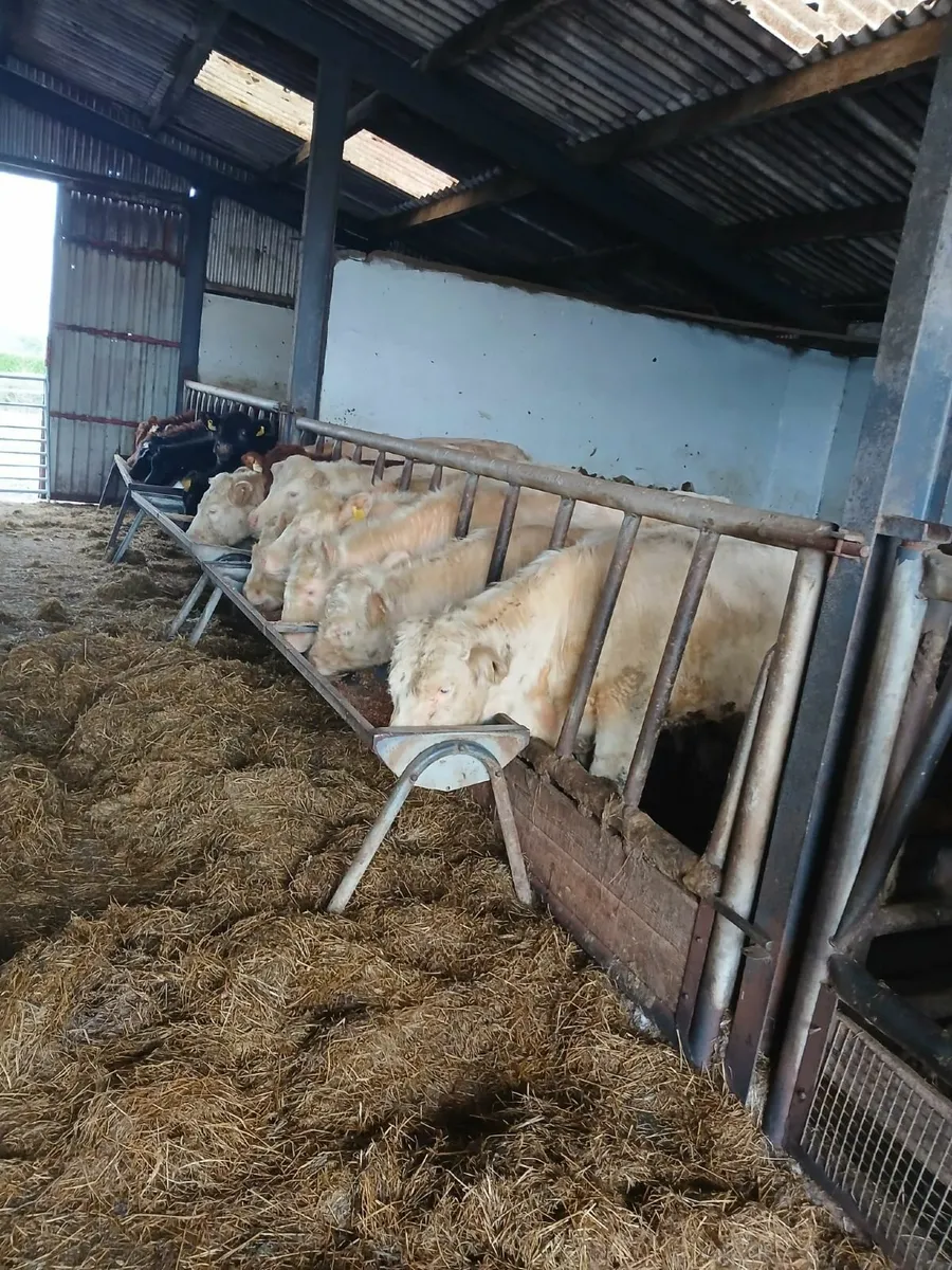 5 Weanling Bullocks - Image 3