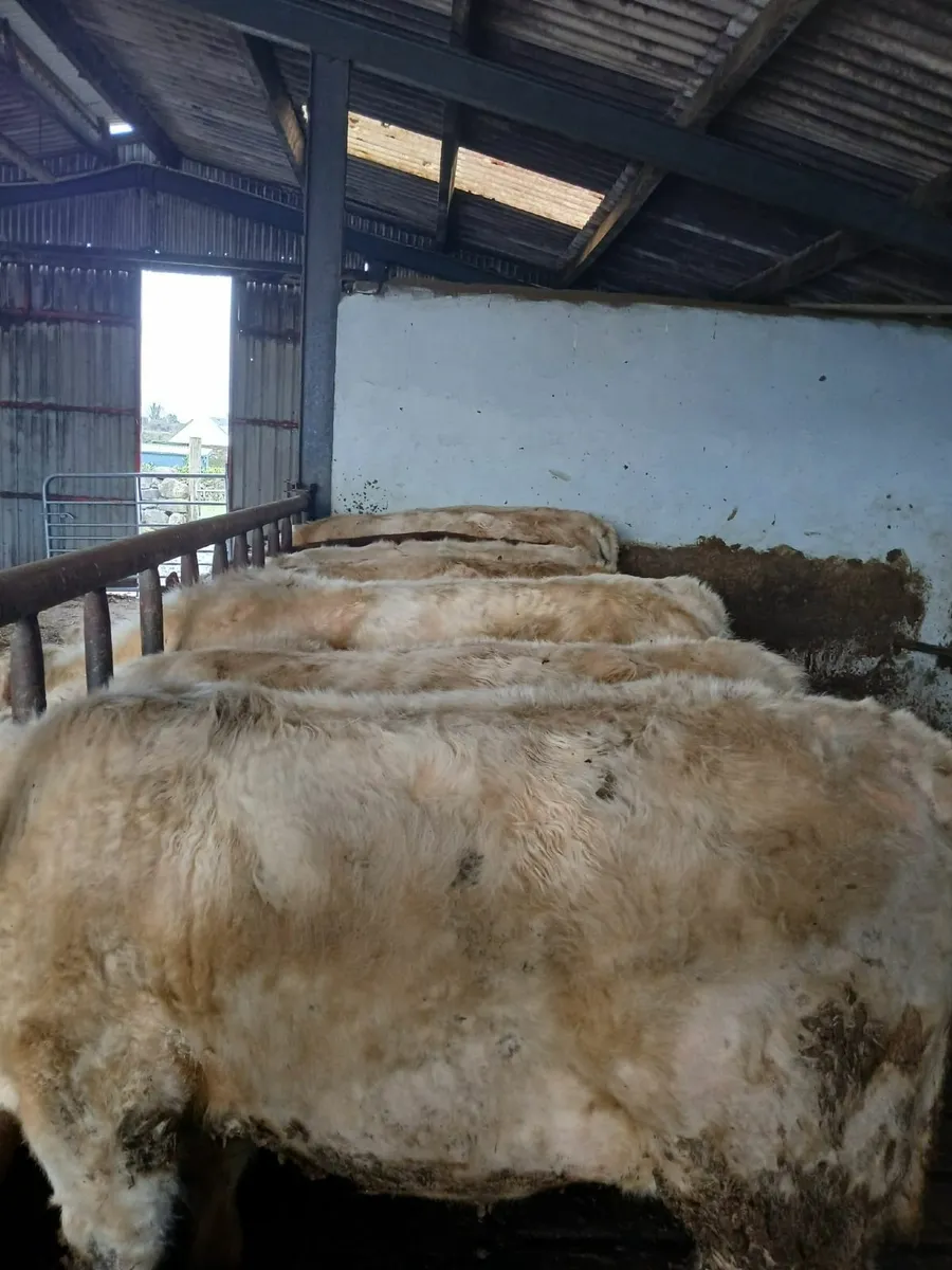 5 Weanling Bullocks - Image 4