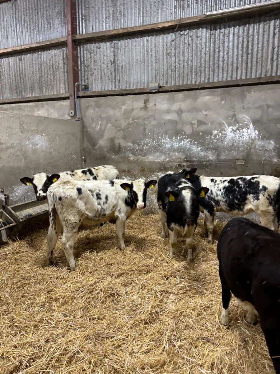 Blue and Hereford heifers - Image 1