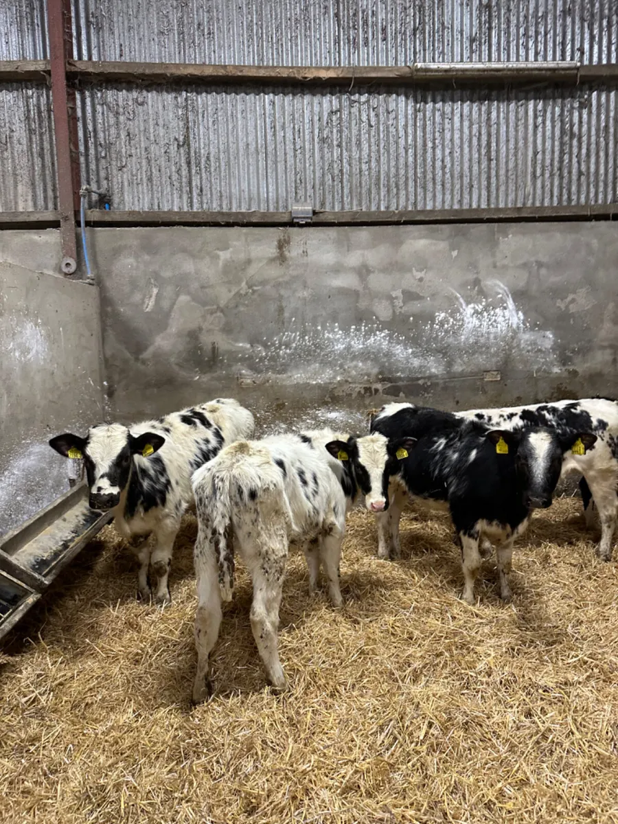 Blue and Hereford heifers - Image 2
