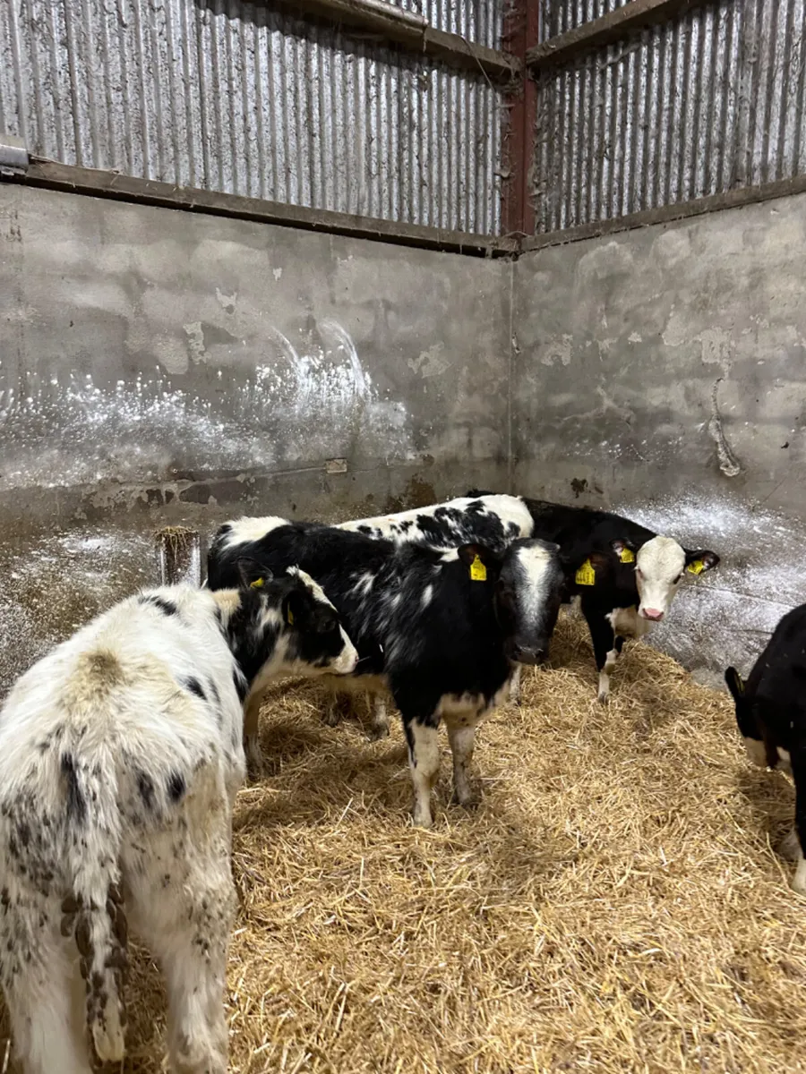 Blue and Hereford heifers - Image 4