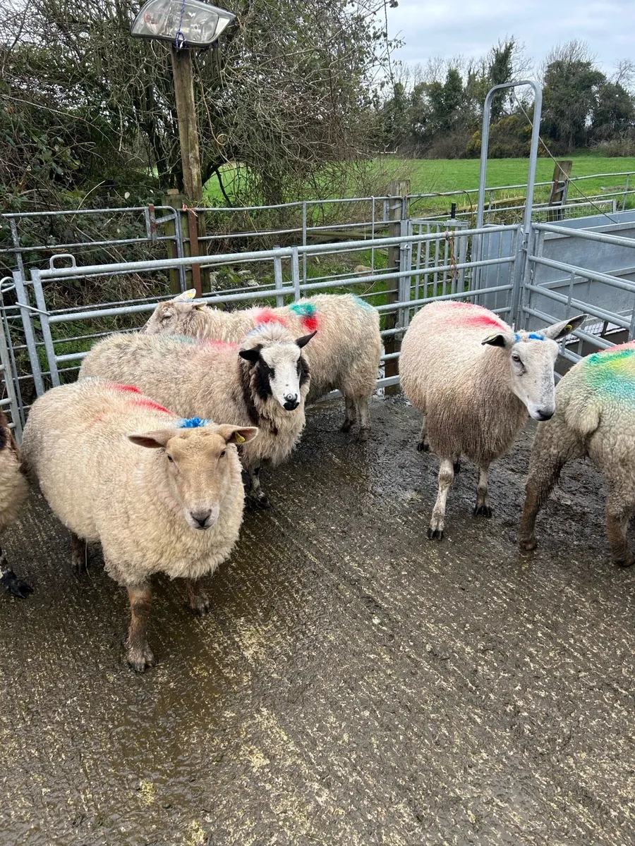 Inlamb ewes for sale - Image 3