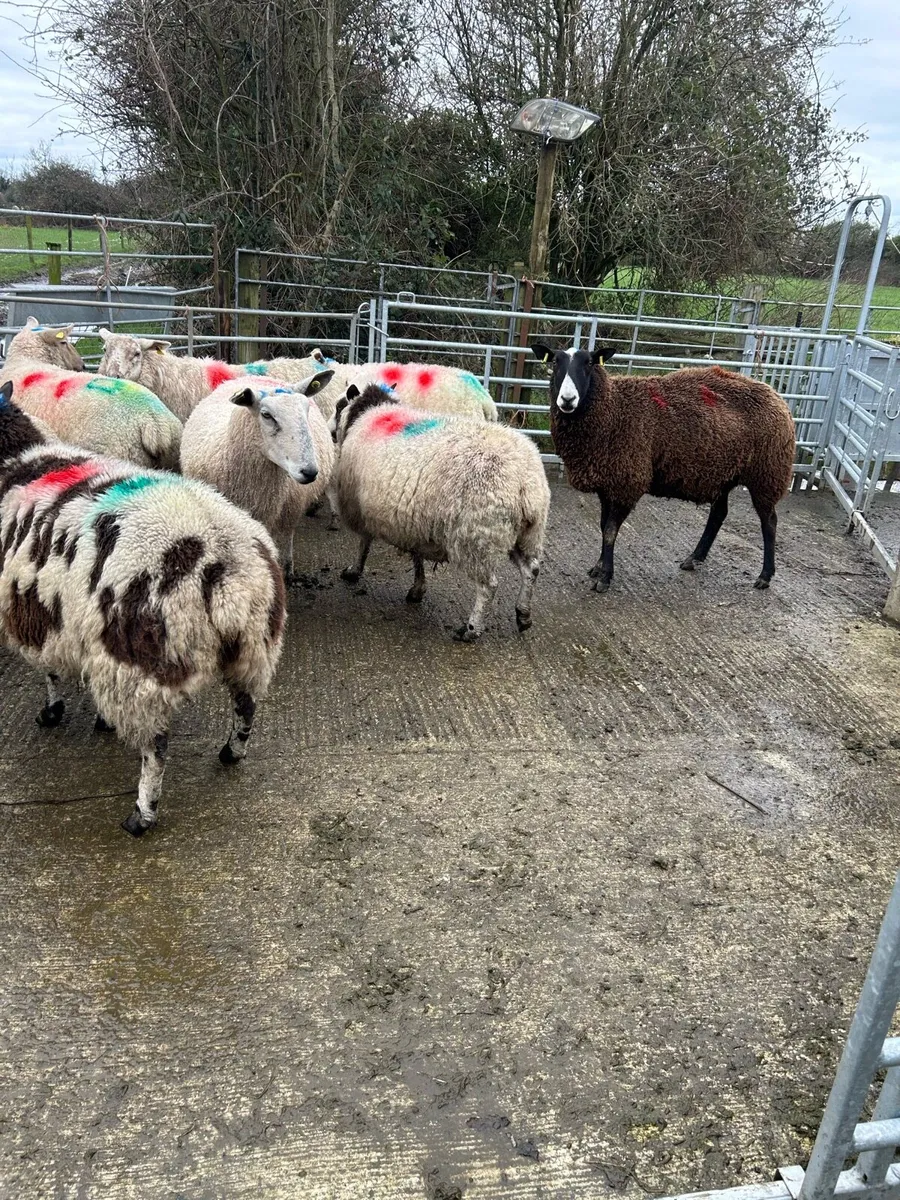 Inlamb ewes for sale - Image 2