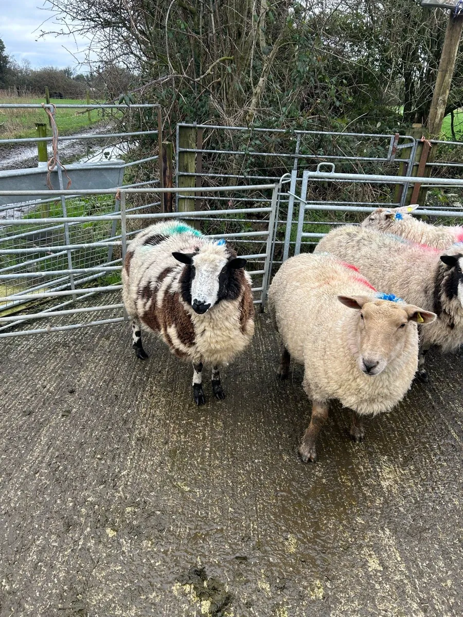 Inlamb ewes for sale - Image 4